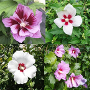 Wildflower Mix Sharon Seeds