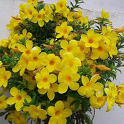 Yellow Allamanda Seeds