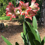 Indoor Garden Amaryllis Seeds
