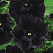 Black Petunias Seeds