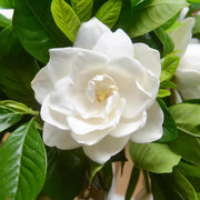 Fragrant Ornamental Jasmine Seeds