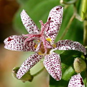 Perennial Japanese Toad Lily Seeds