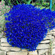 Blue Cascade Rock Cress Seeds, Herbal