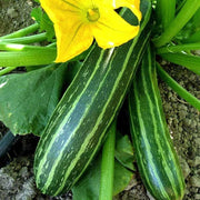 Cocozelle Squash Seeds