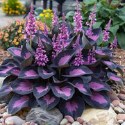 Royal Leaf Hosta Seeds