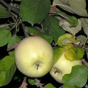 Antonovka Apple Seeds