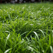 Lawn Grass Zoysia Seeds, Turf Lawn
