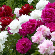 Hardy Perennial Blooms Peony Seeds