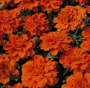 Durango Tangerine Marigold Seeds