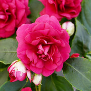 Tolerant Impatiens Seeds
