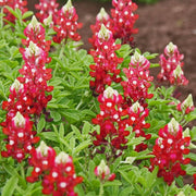 Red & White Lupine Seeds