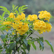 Wildflower Esperanza Seeds