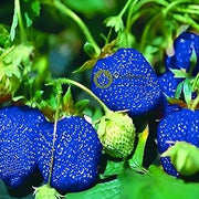 Blue Strawberry Seeds