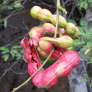 Manila Tamarind Seeds