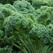 Curled Kale Seeds