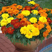 French Seeds, Tagetes patula