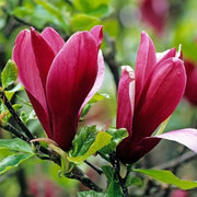 Liliiflora Magnolia Seeds