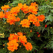 Orange Cosmos Seeds