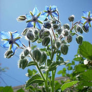 Light Blue Borage Seeds