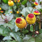 Eyeball Toothache Seeds, Herbal
