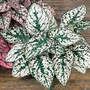 White Green Polka Hypoestes Seeds