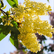 Yellow Lilac Seeds