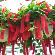 Chenille Kitten Tail Acalypha Seeds