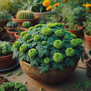 Green Marigold Seeds