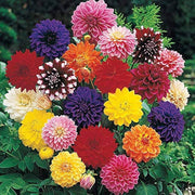 Pompon Wildflower Mix Dahlia Seeds