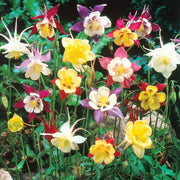 Wildflower Mix Columbine Seeds
