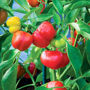 Spicy Pepper Rocoto Seeds