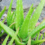 Light Green Aloe Vera Seeds, Herbal