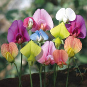 Wildflower Lathyrus Odoratus Seeds