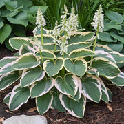 Hosta Seeds, Lily
