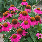Beautiful Echinacea Seeds