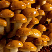 Nameko Mushroom Seeds
