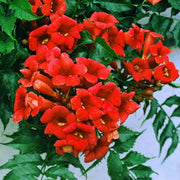 Hummingbird Trumpet Vine Seeds, Dark Red