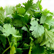 Cilantro Coriander Seeds, Herbal