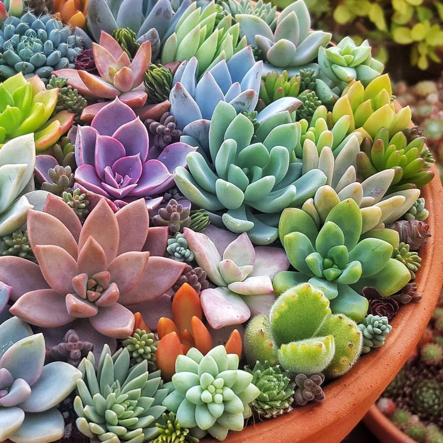 Mixed Succulent Seeds