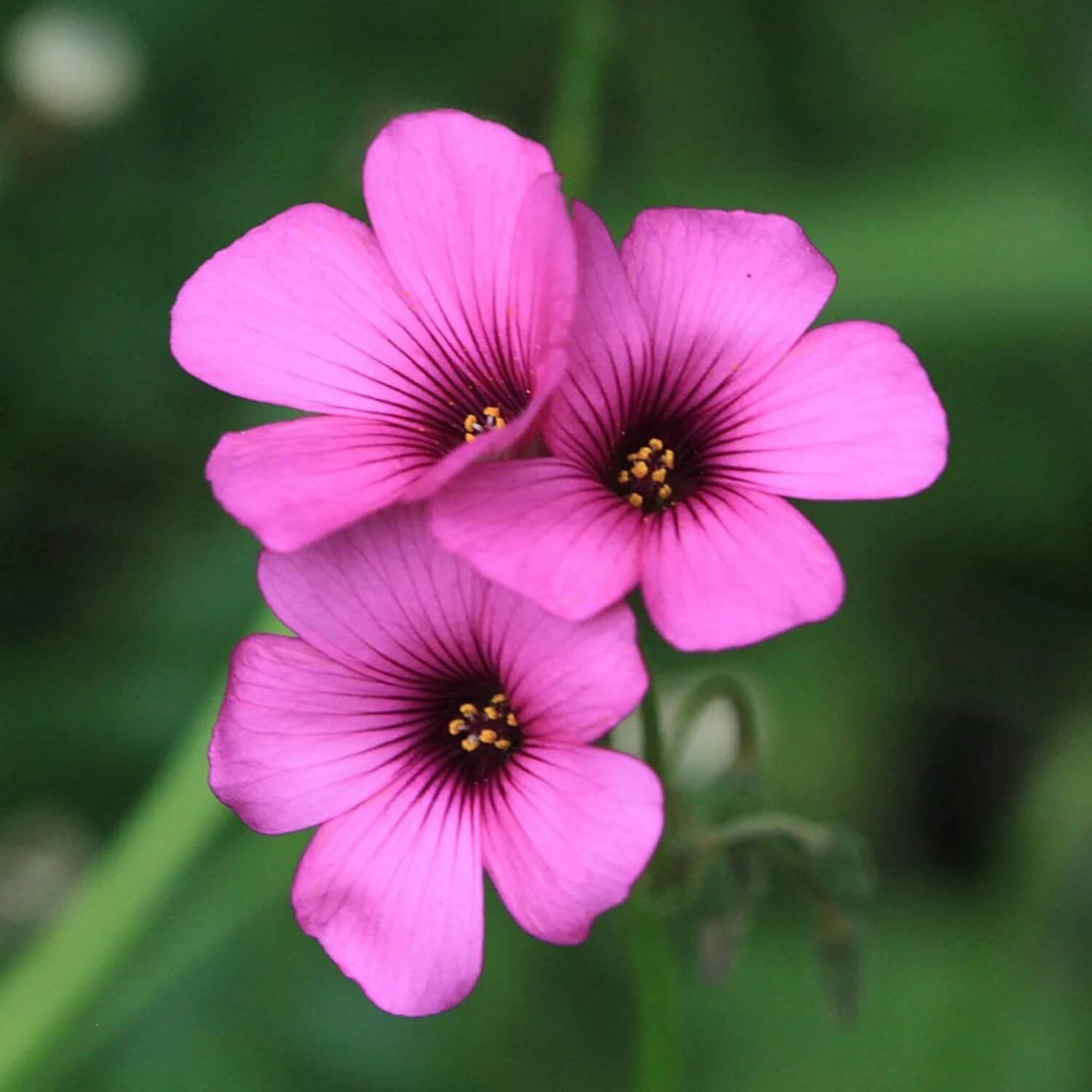 Pink Wood-Sorrel Oxalis Debilis Seeds