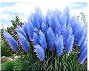 Blue Pampas Seeds, Herbal