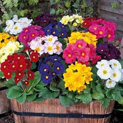 Mixed Wildflower Primula Seeds