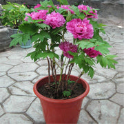 Hardy Perennial Blooms Peony Seeds