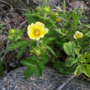 Hardy Blooms Bigflower Cinquefoil Seeds