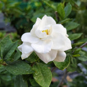 Fragrant Ornamental Jasmine Seeds