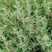 Orange Thyme Seeds, Herbal