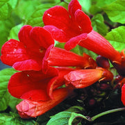 Hummingbird Trumpet Vine Seeds, Dark Red