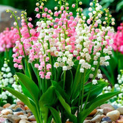 Pink Lily of the Valley Seeds