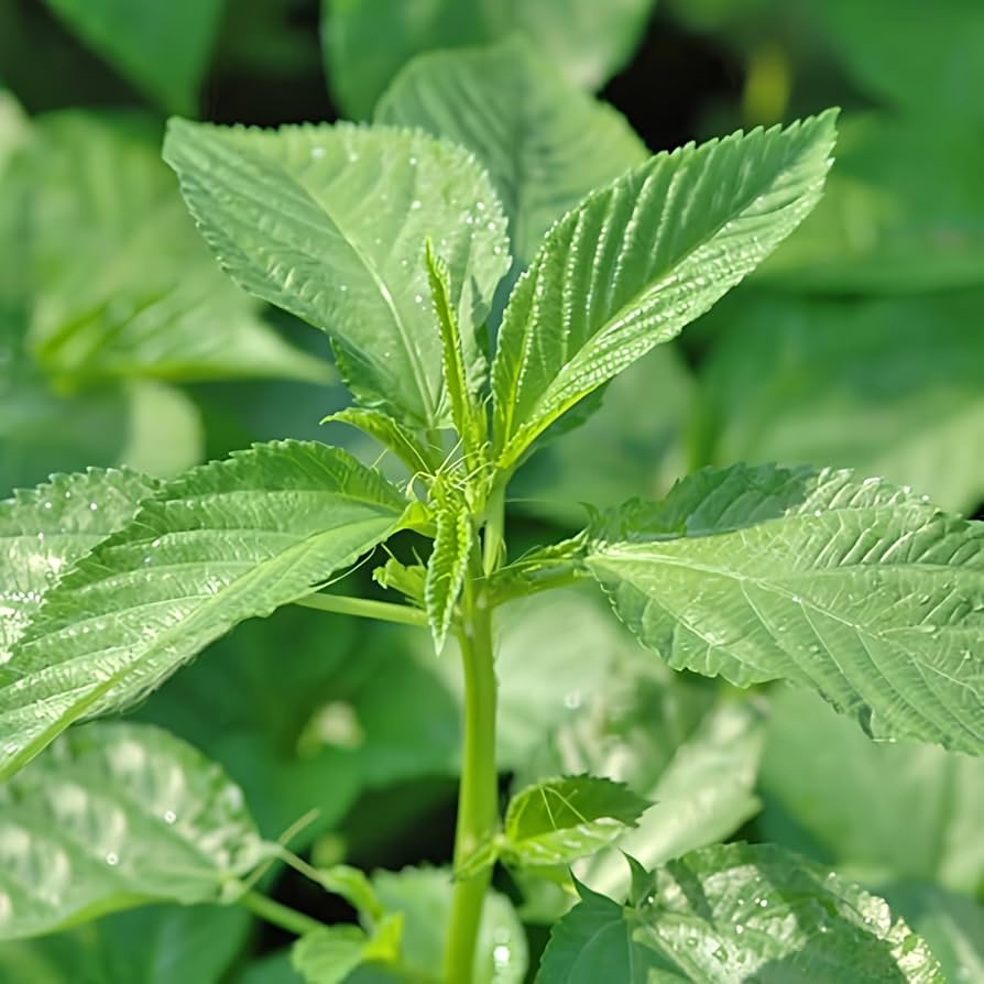 Egyptian Green Molokhia Seeds, Herbal