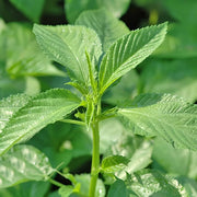 Egyptian Green Molokhia Seeds, Herbal